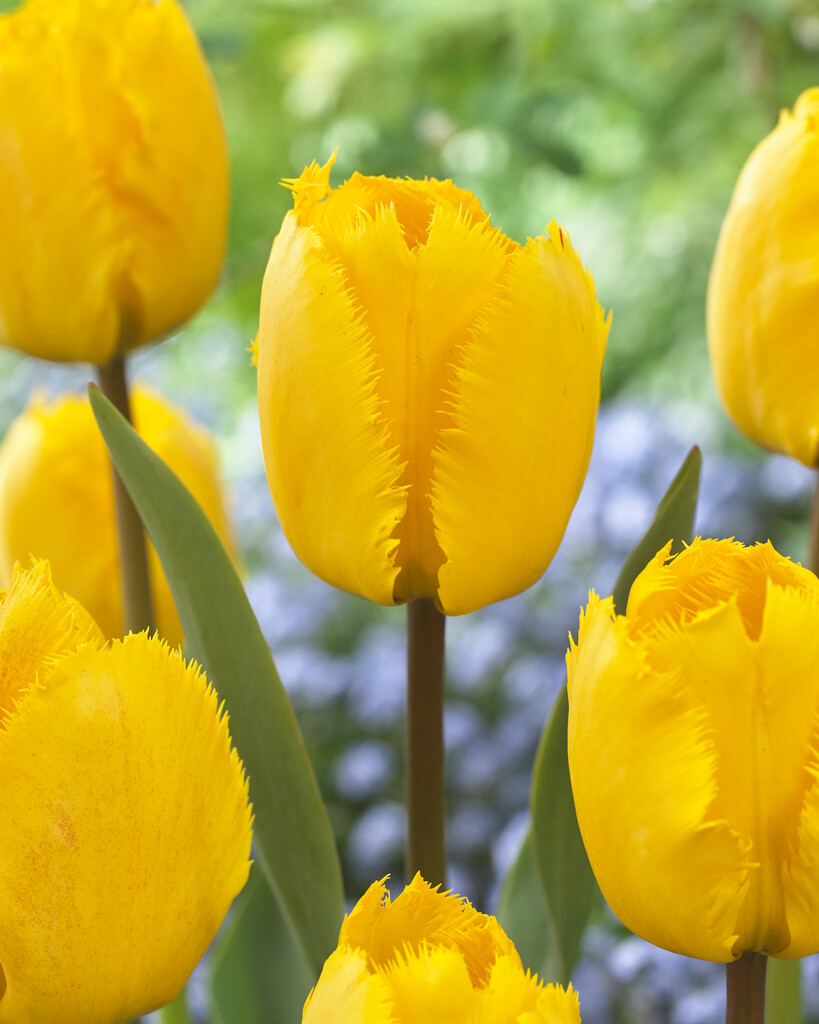 Tulpan Crystal star 12/+