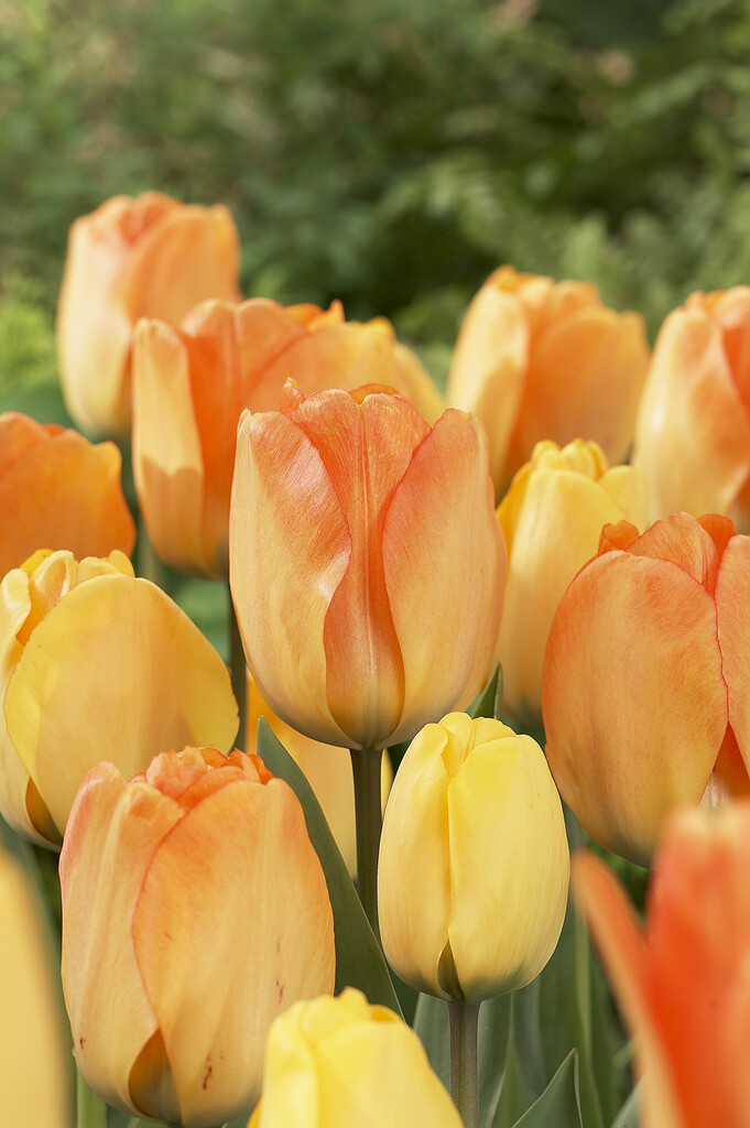 Tulpan Day Dream 12/+