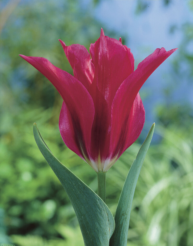 Tulpan Doll's Minuet 12/+