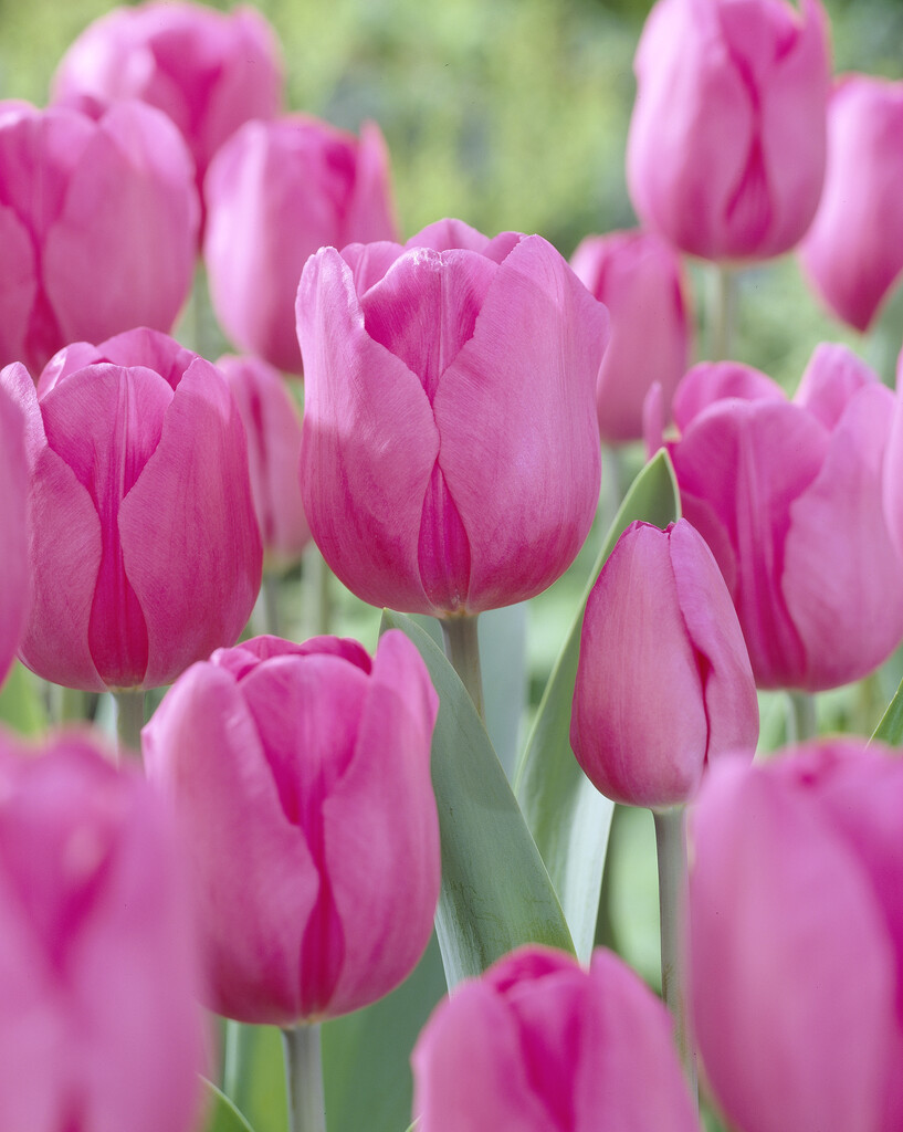 Tulpan Don Quichotte 12/+