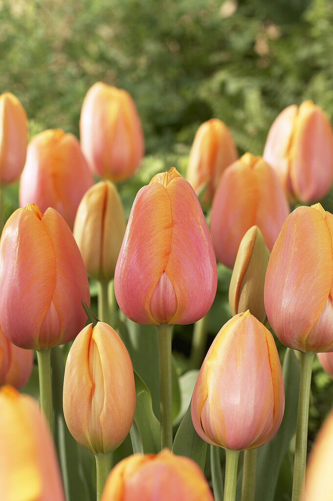 Tulpan Dordogne 12/+