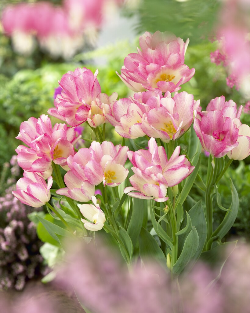 Tulpan Dream Club 12/+