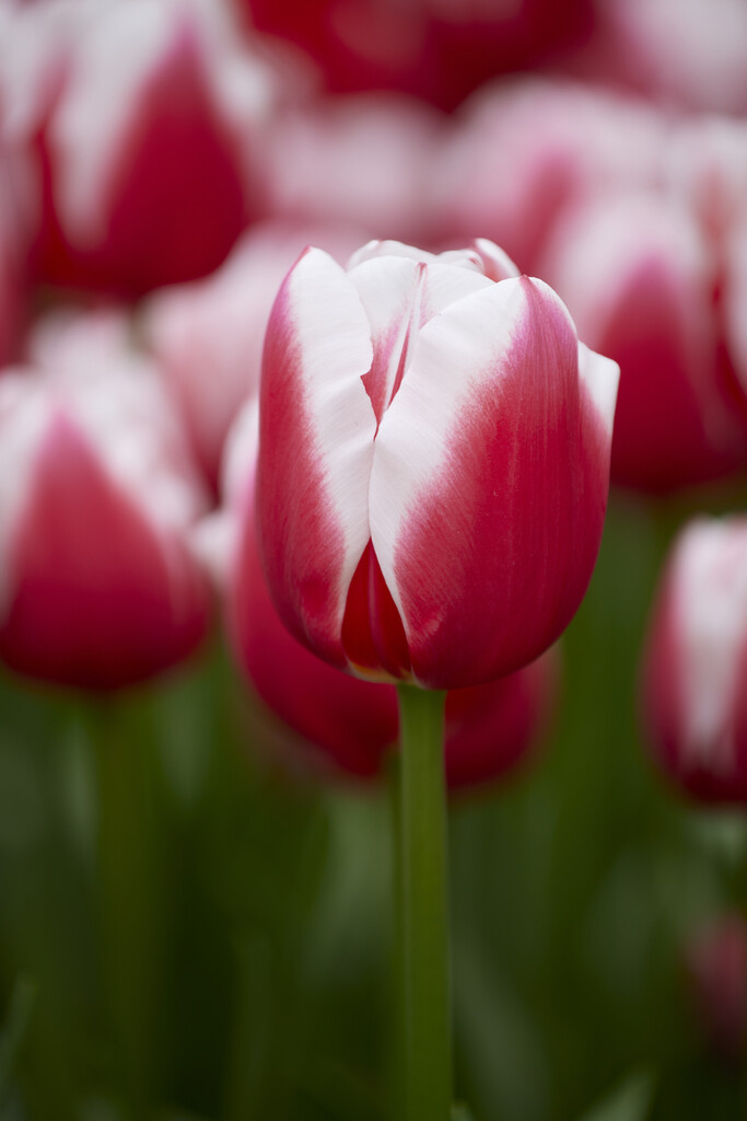 Tulpan Dutch Design 12/+