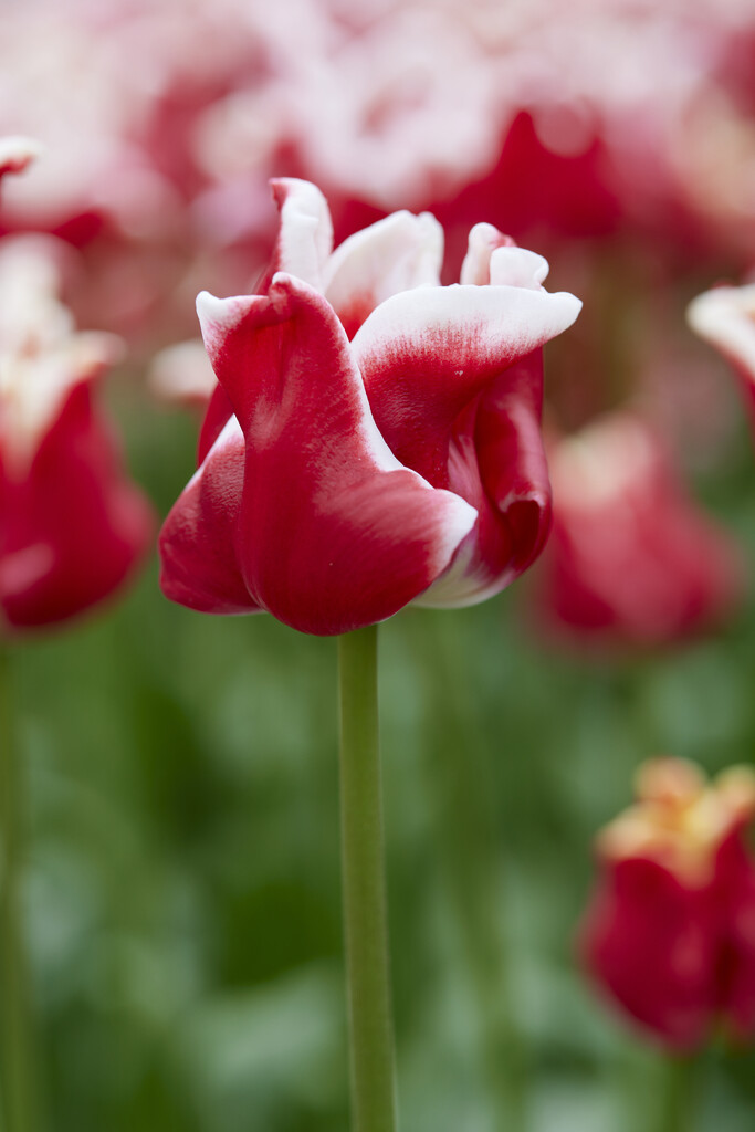 Tulpan Elegant Crown  12/+