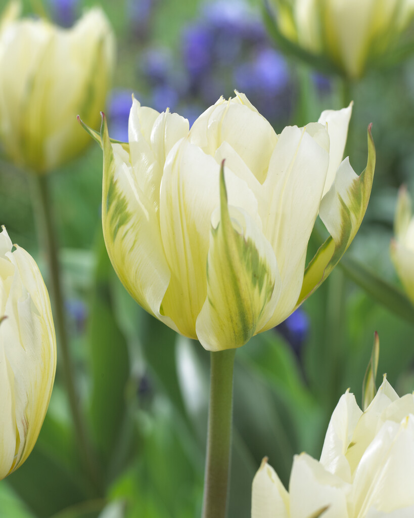 Tulpan Exotic Emperor 12/+