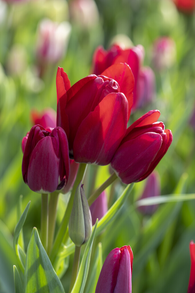 Tulpan Fiery Club 12/+