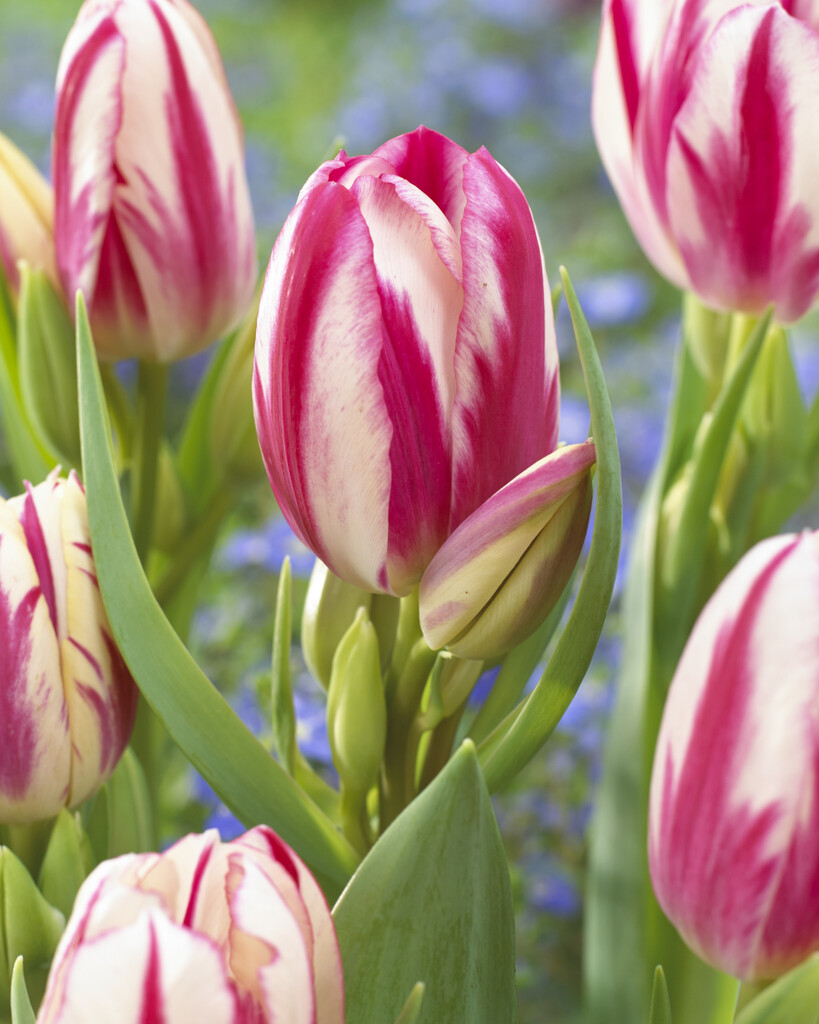 Tulpan Flaming Club 12/+