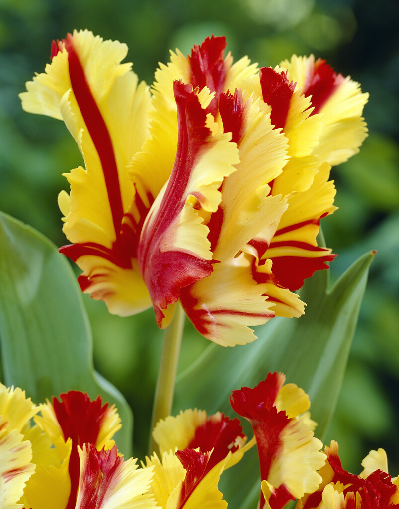 Tulpan Flaming Parrot 12/+