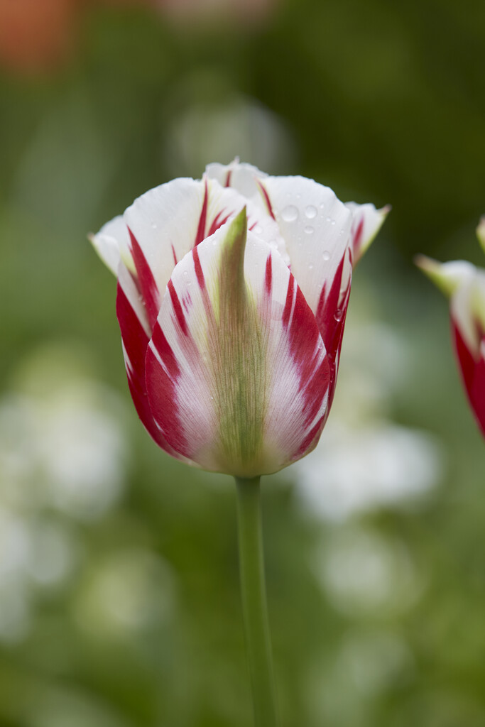 Tulpan Flaming Springgreen 12/+