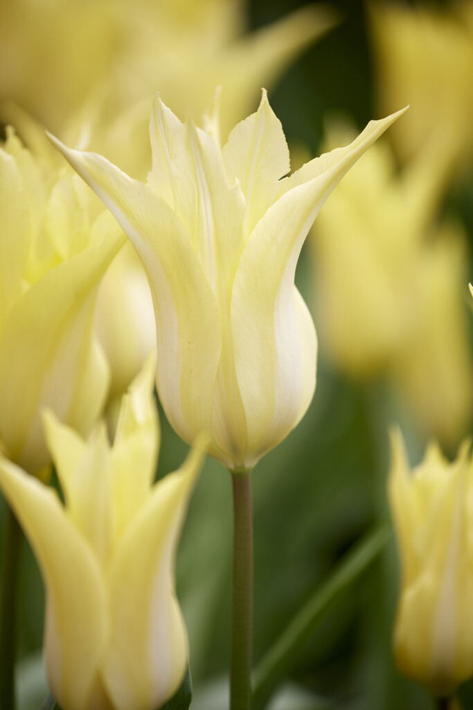 Tulpan Florijn Chic 12/+