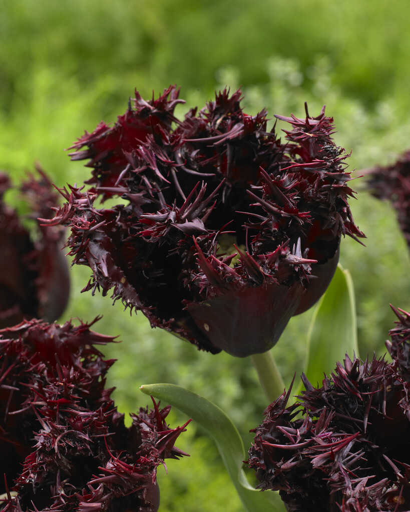 Tulpan Labrador 12/+