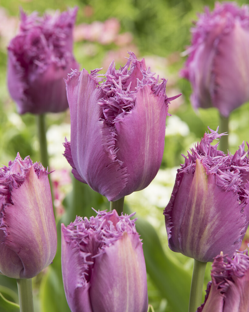 Tulpan Lilac Frizzles 12/+