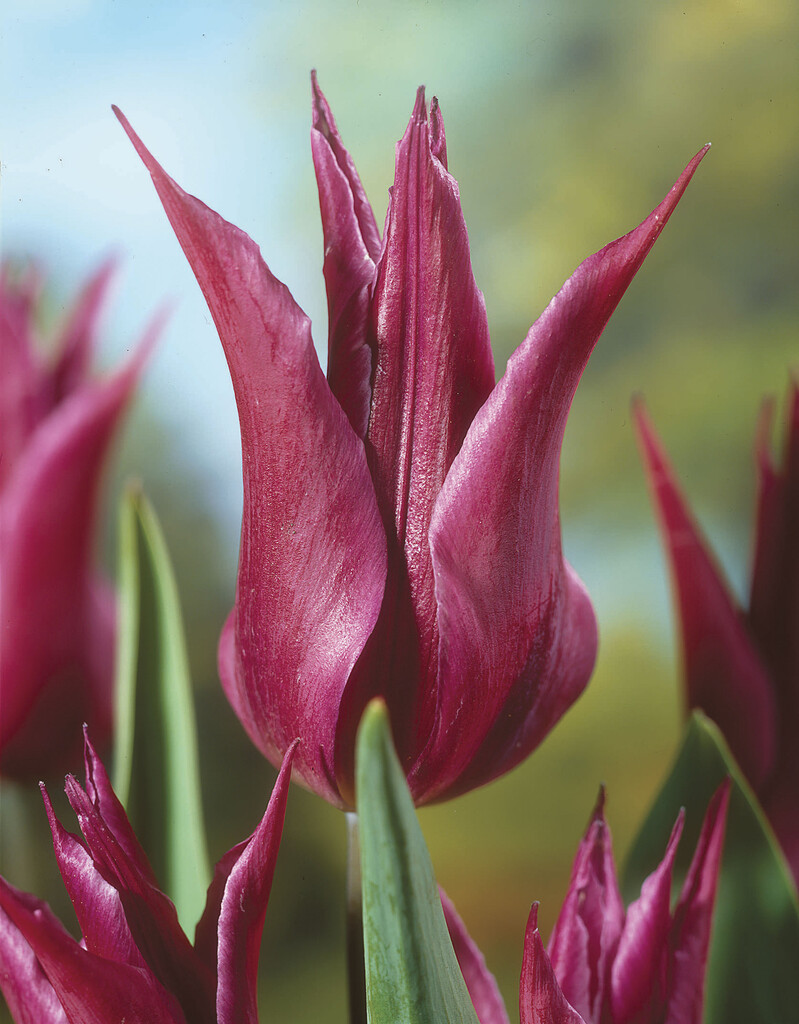 Tulpan Lilac Time 12/+