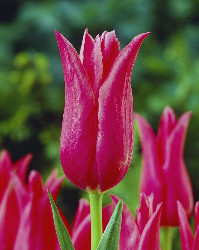 Tulpan Mariette 12/+