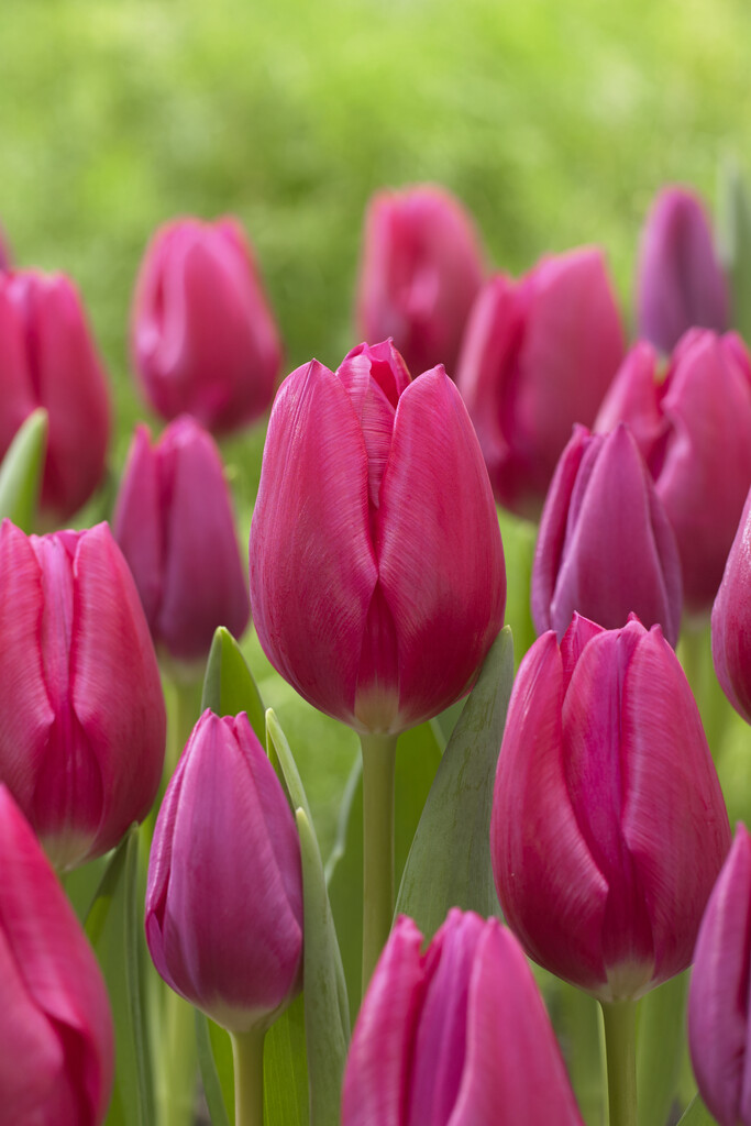 Tulpan Pink Ardour 12/+
