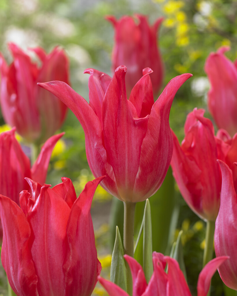 Tulpan Pretty Love 12/+