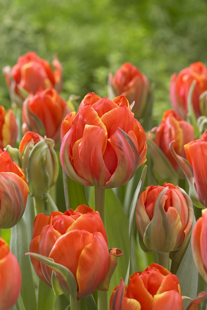 Tulpan Queensday 12/+