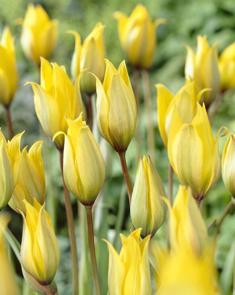 Tulpan Sylvestris 5/+