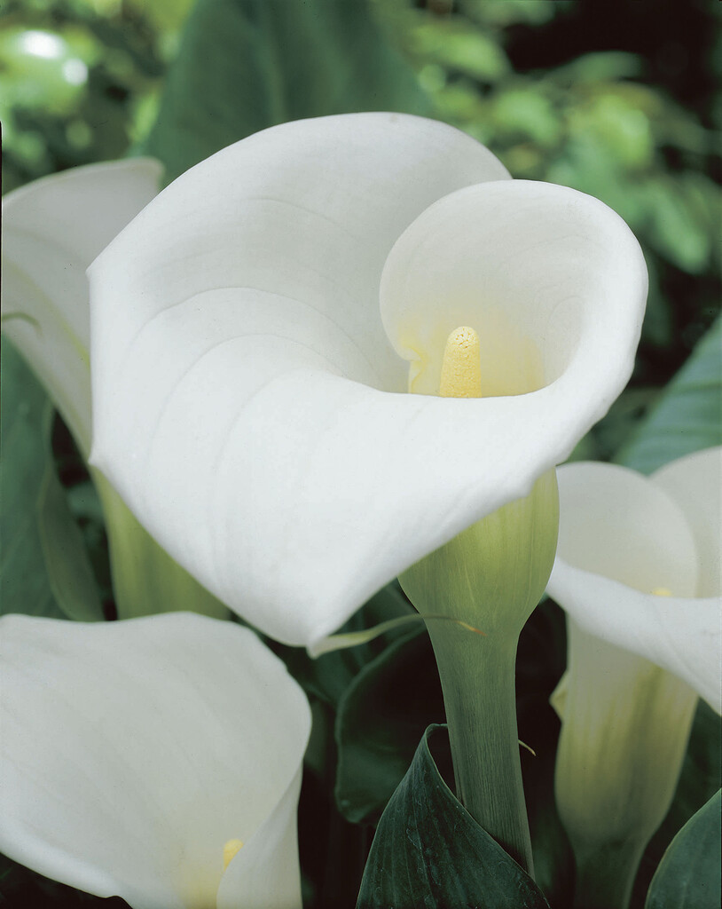 Zantedeschia Aetiopica 16/18