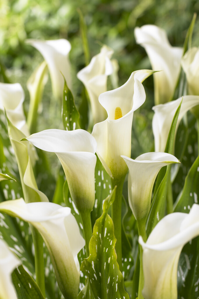 Zantedeschia Albomaculata 24/+