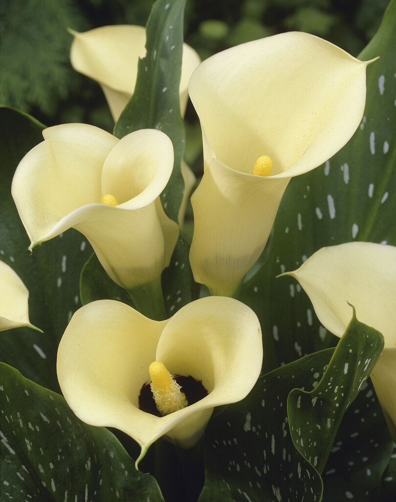 Zantedeschia Black Eyed Beauty 24/+