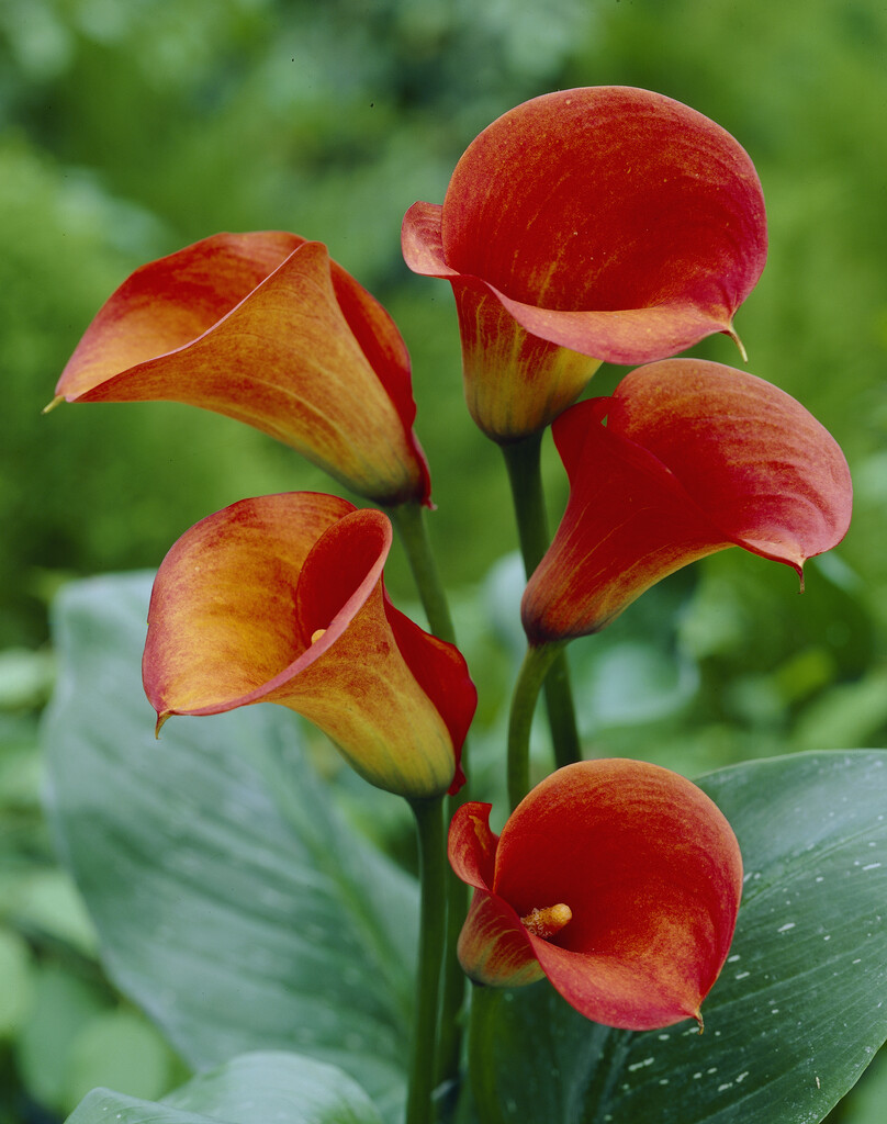 Zantedeschia Mango 24/+