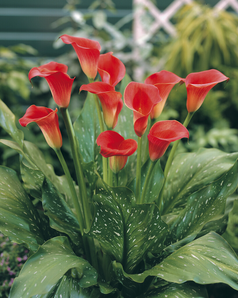 Zantedeschia Red Sox 24/+