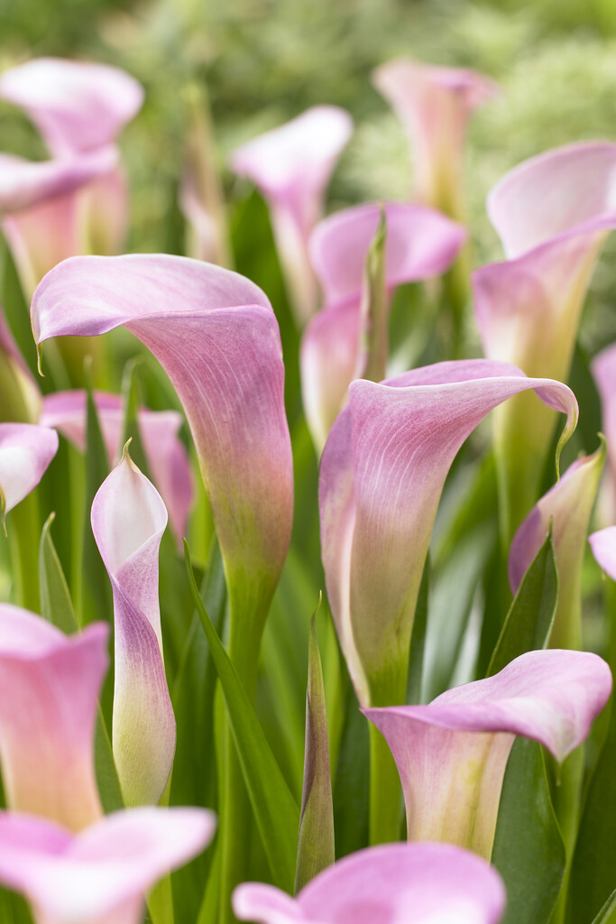 Zantedeschia Rehmanii 24/+