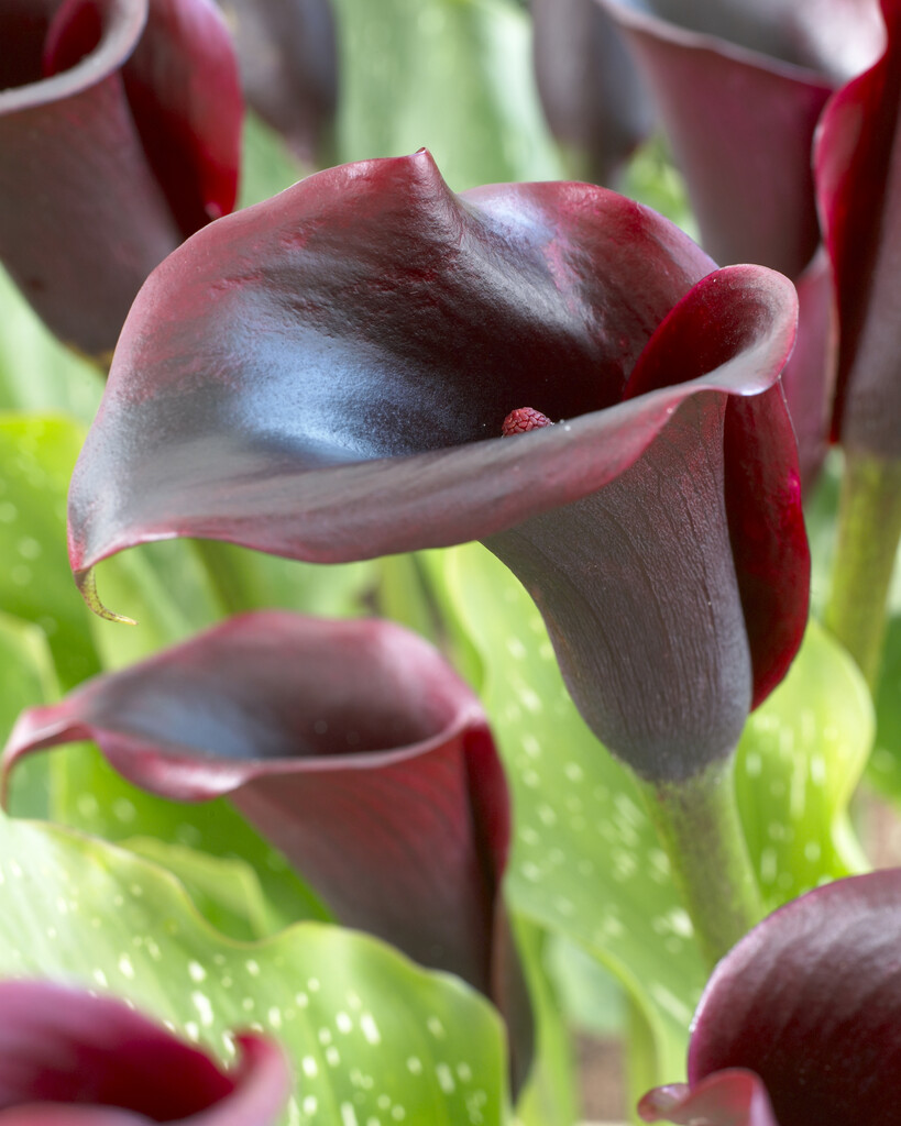 Zantedeschia Schwarzwalder 24/+