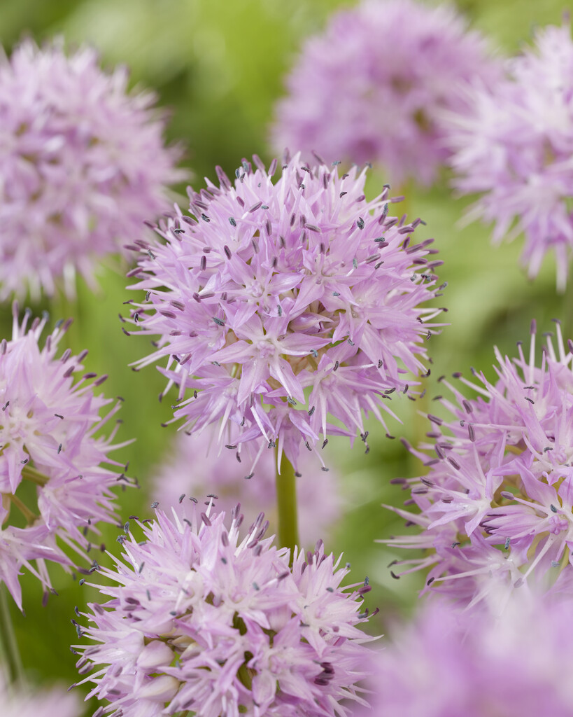 Allium  Rosy Dream 6/7