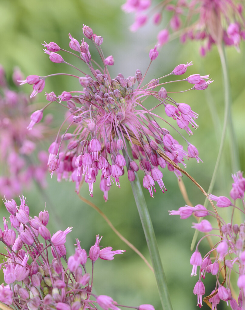 Allium Carinatum SSP Pulchellum I