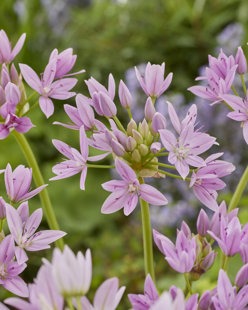 Allium Eros 5/6