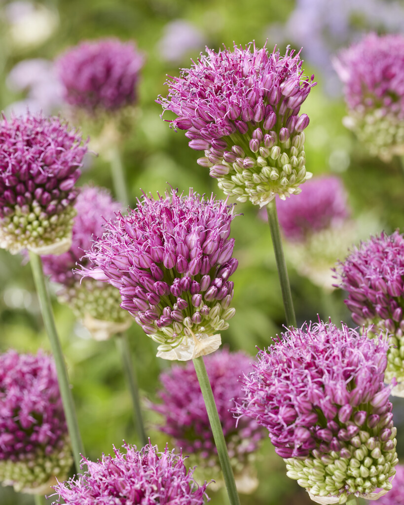 Allium Sphaercephalon 6/+