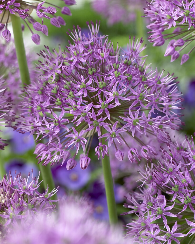 Allium Statos 16/18