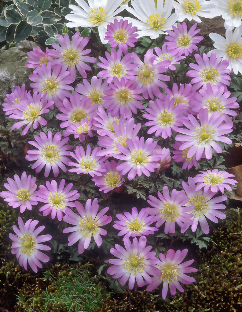 Anemone Blanda Charmer 5/6