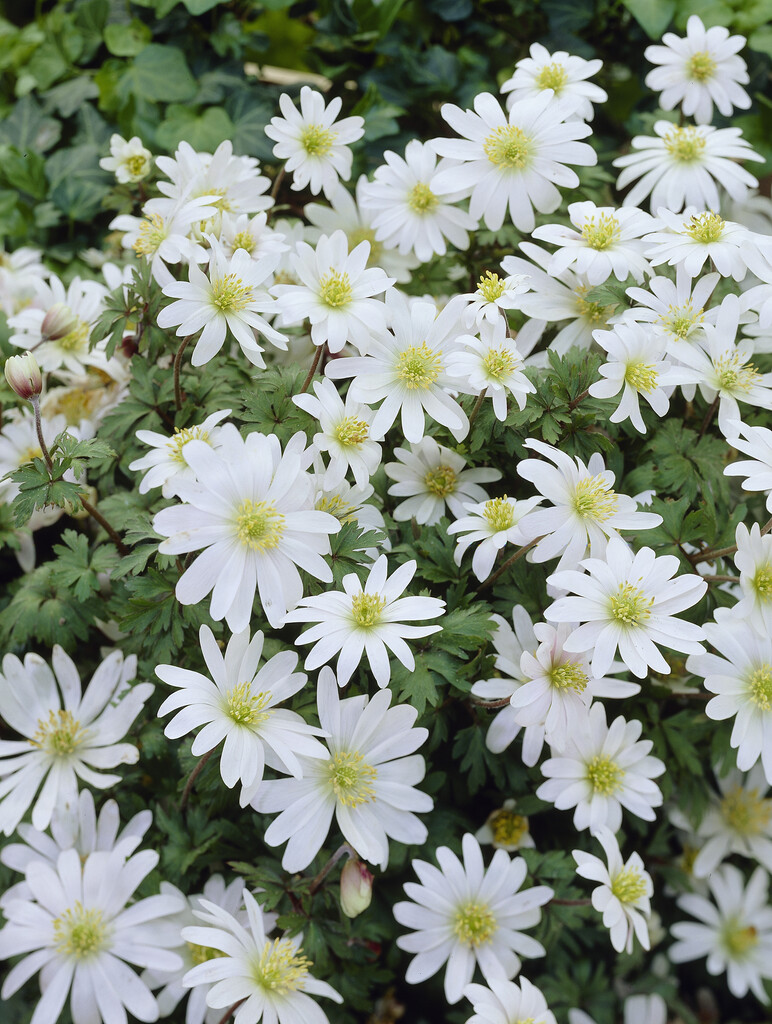 Anemone Blanda White Splendour 5/6