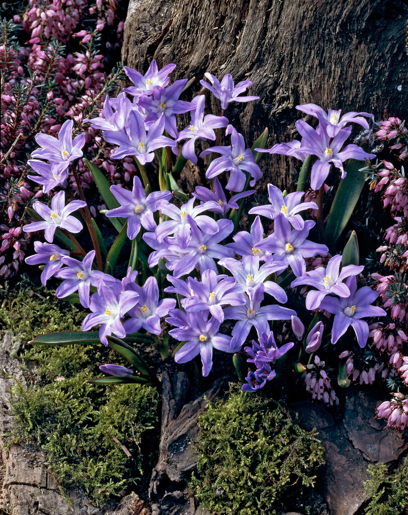 Chionodoxa Luciliae 5/6