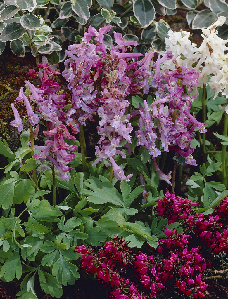 Corydalis Cava I