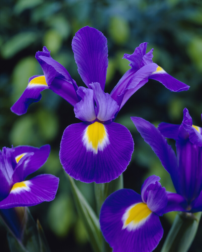 Iris Professor Blauw 10/+