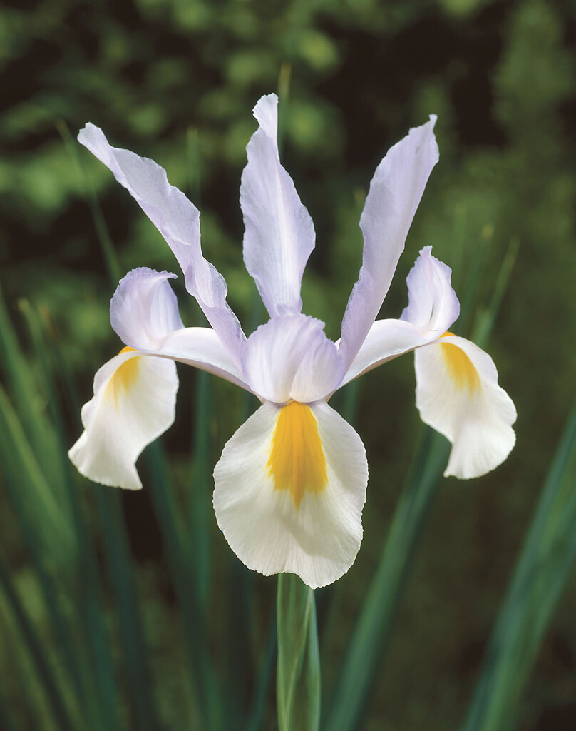Iris Silver Beauty 8/9