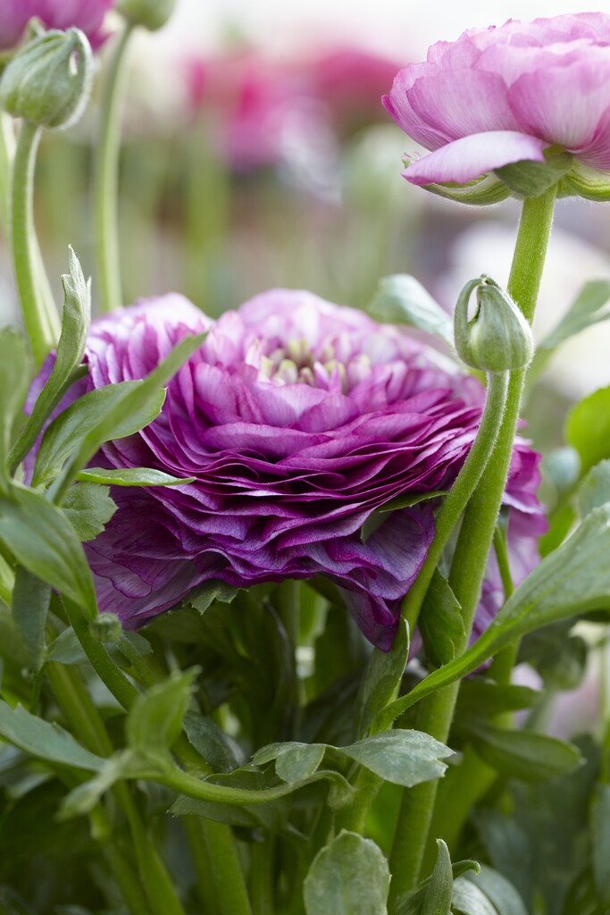 Ranunculus Purple 10/+