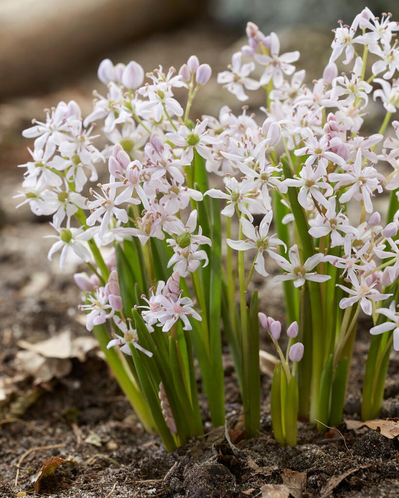 Scilla bifolia rosea 5/6