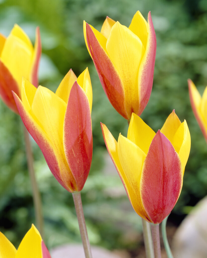 Tulpan Clusiana Tubergens Gem 5/+