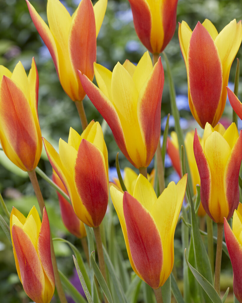 Tulpan Clusiana var Chrysantha   5/+