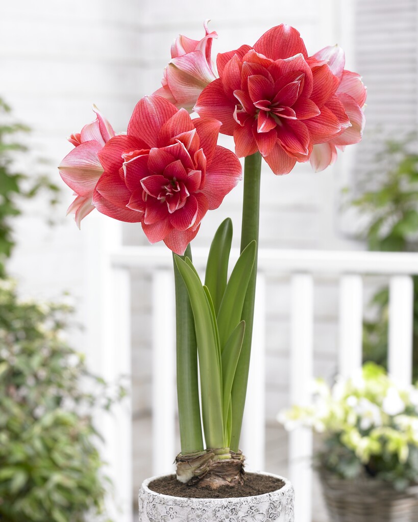 Amaryllis Double Dream 30/32