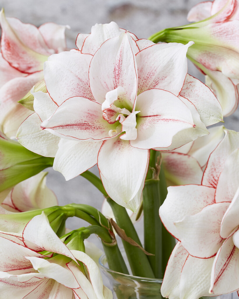 Amaryllis Elvas 30/32