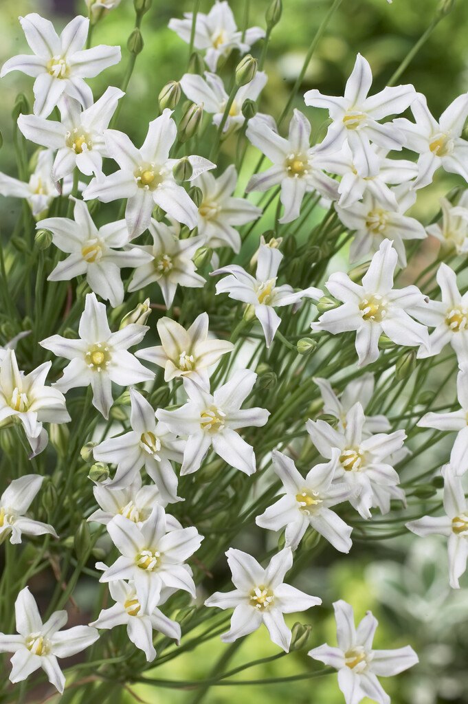 Triteleia Silver Queen 5/6