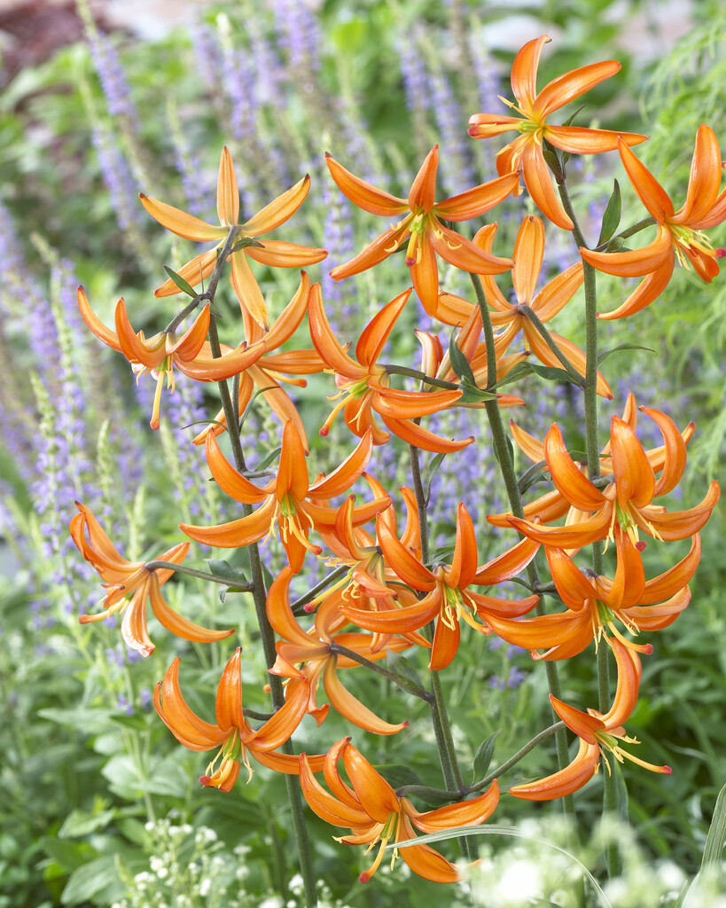Lilium Martagon Orange Marmelade (October) 16/18