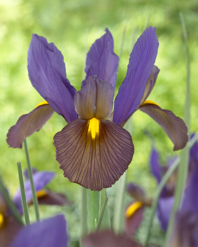 Iris Eye of the Tiger 10/+