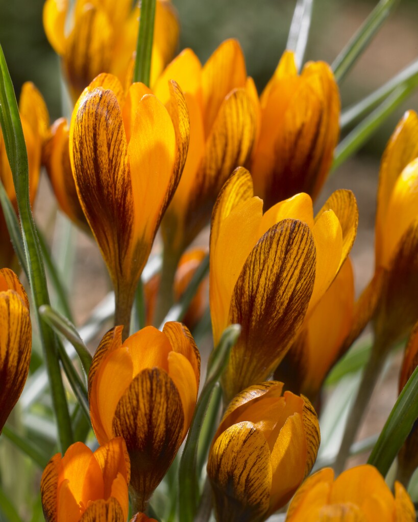 Krokus Orange Monarch 5/7